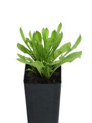 Sorrel - Sheep Sorrel