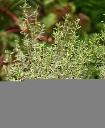 Organic Spanish Wood Thyme Plant – Mudbrick Herb Cottage
