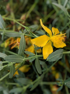 st john's wort plant