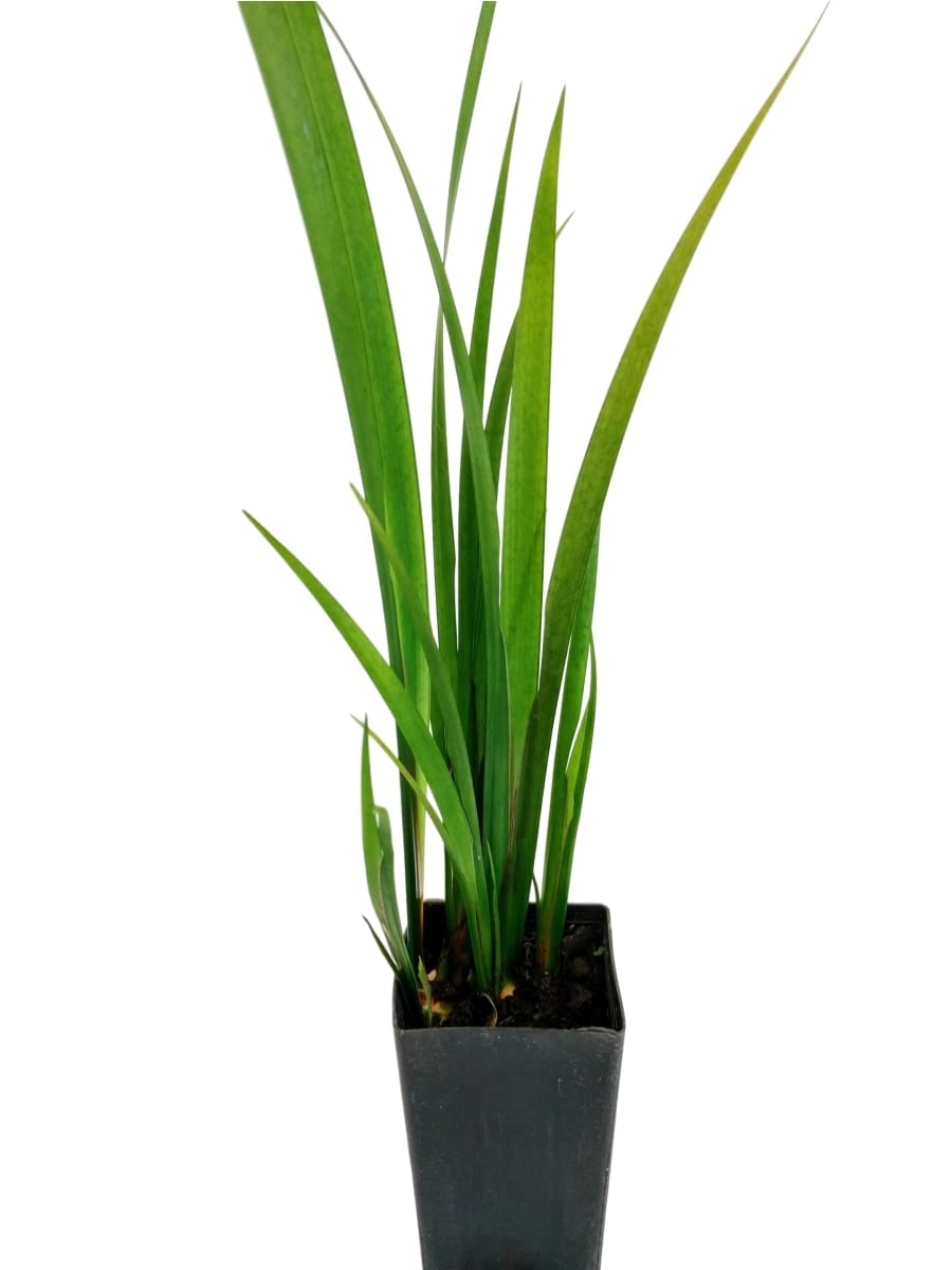 Organic Sweet Flag Acorus calamus Plant Mudbrick Herb Cottage