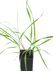 Sweet Grass