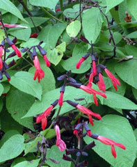 Salvia gesneriiflora 'Tequila'