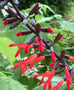 Salvia gesneriiflora &