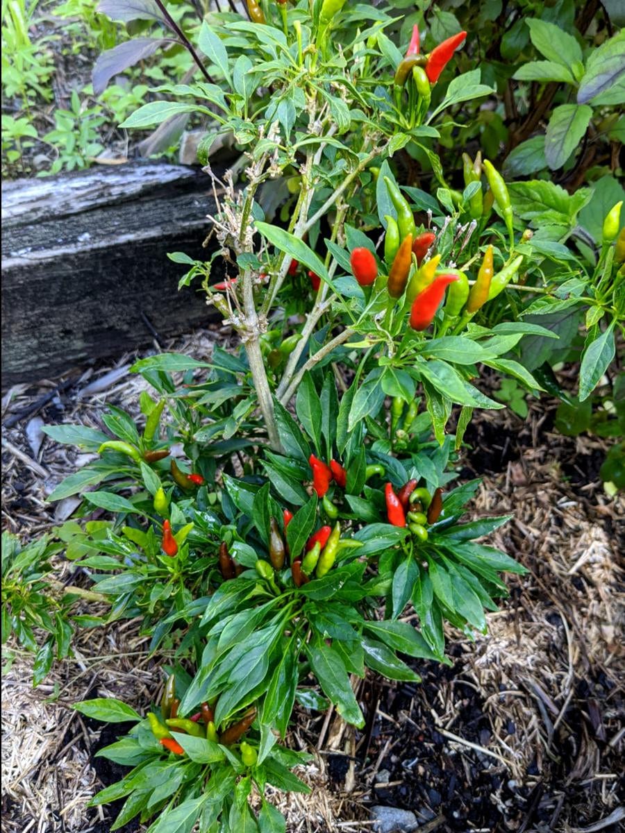 Chilli Thai Buy Chilli Thai Plant Mudbrick Herb Cottage