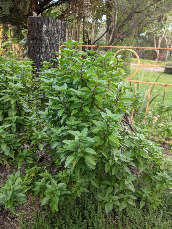 Thai Bush Basil Plant