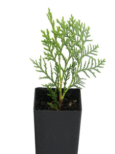 Thuja