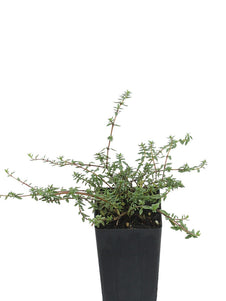Thyme - Caraway Thyme