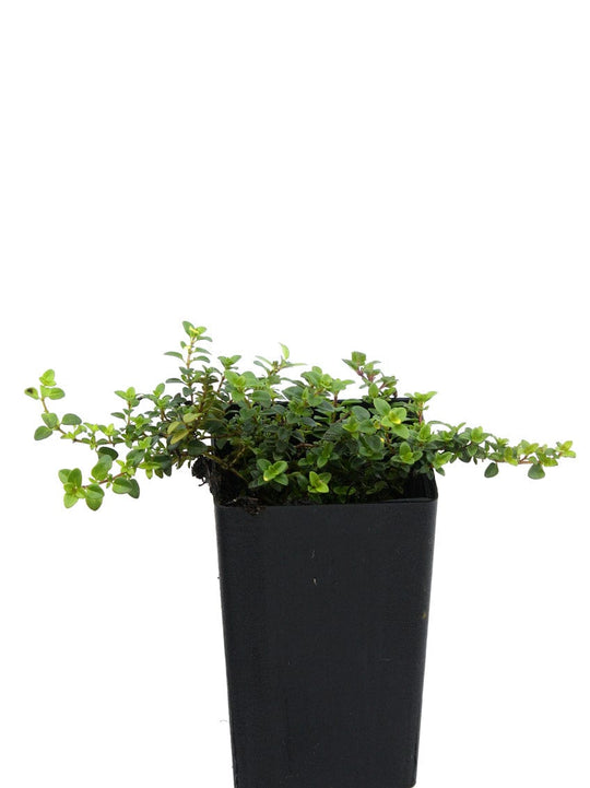 Organic Doone Valley Thyme Plant Mudbrick Herb Cottage