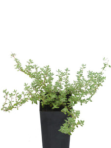 Thyme - Pink Chintz Thyme