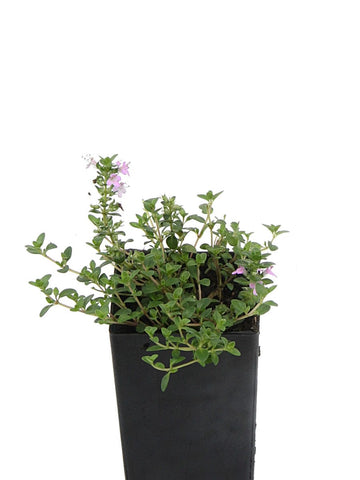 Thyme - Pink Creeping Thyme