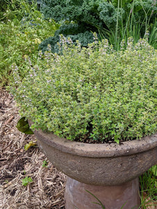 Thyme - Variegated Lemon Thyme