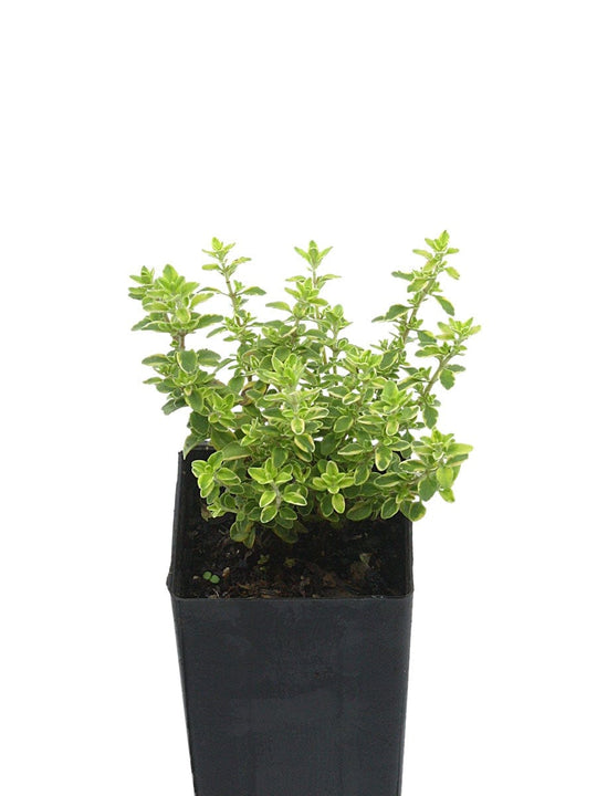 Organic Variegated Lemon Thyme Plant Mudbrick Herb Cottage