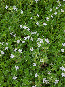 white creeping thyme australia