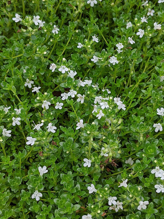 White Creeping Thyme Thymus Plant Herb Cottage