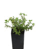 Wild Thyme young plant in black nursery pot with sprawling stems and small oval green leaves