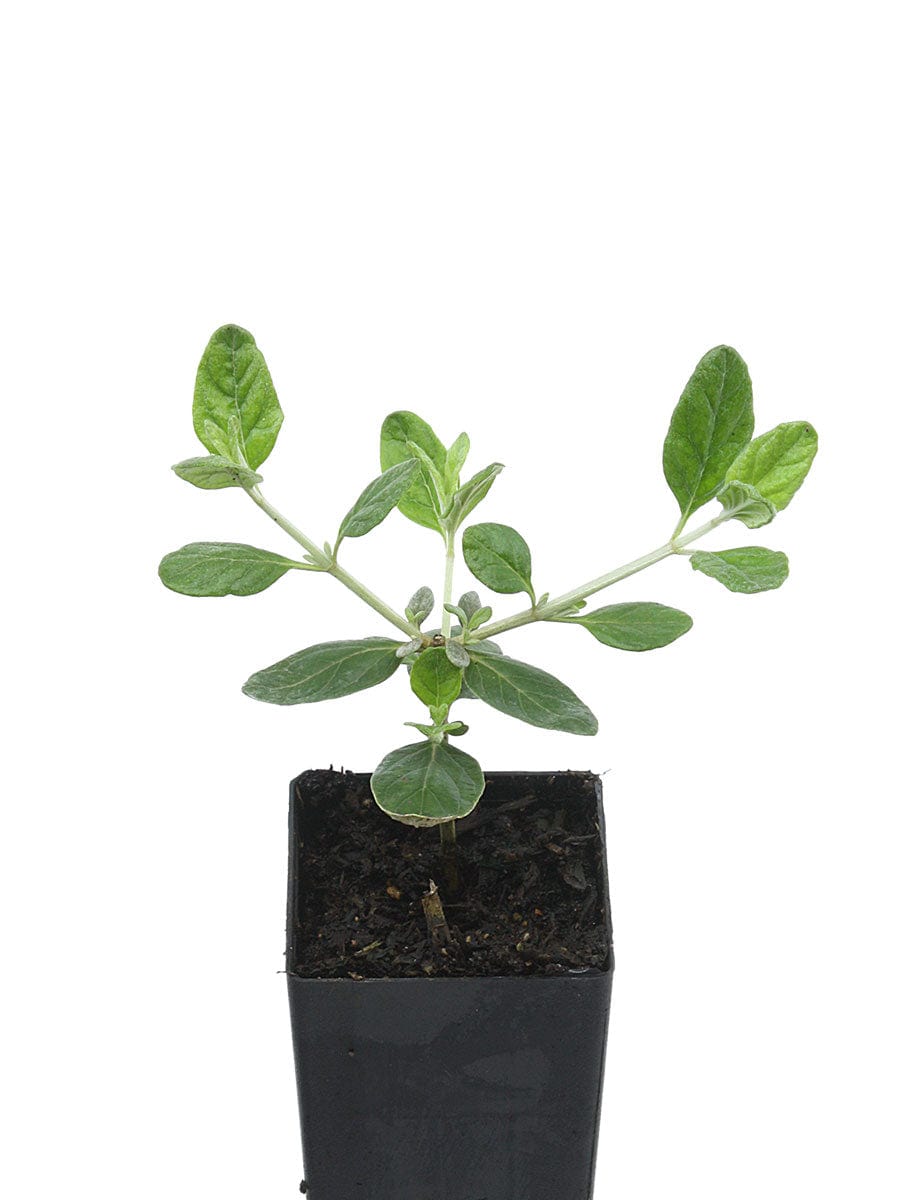 Organic Tree Germander | Teucrium fruticans Plant - Mudbrick Herb Cottage