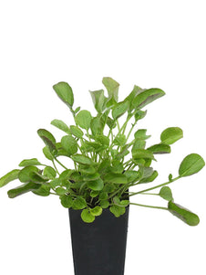 Upland Cress