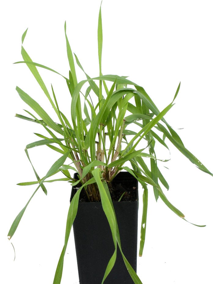 Organic Vanilla Grass Anthoxanthum odoratum Plant Mudbrick Herb Cottage