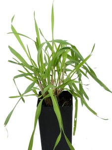 Vanilla Grass