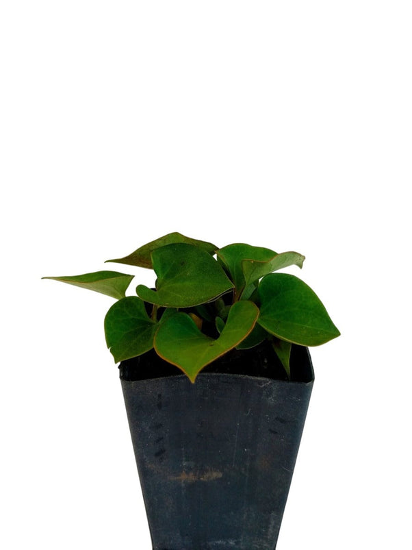 Organic Fish Mint (VAP CA)