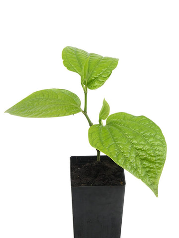 Betel Leaf / Vegetable Pepper
