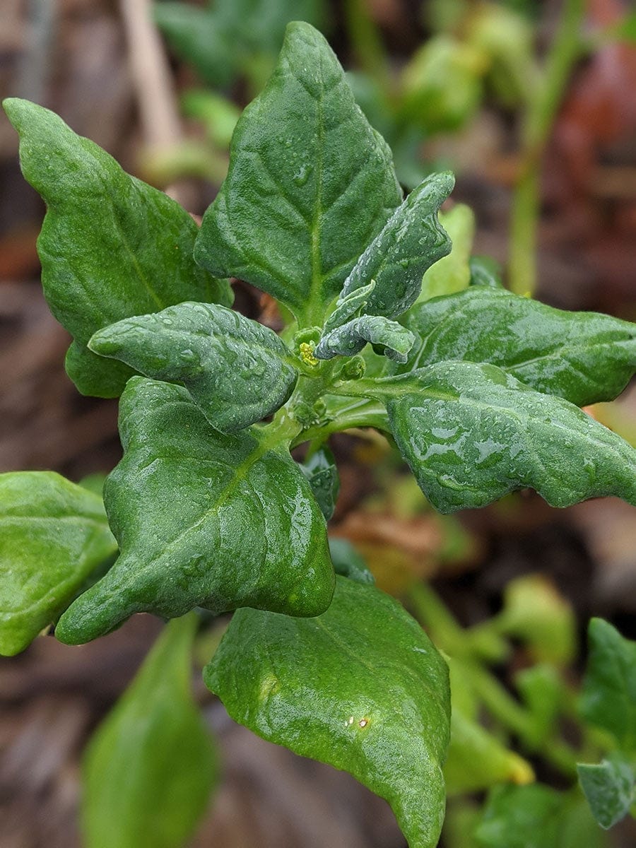 Warrigal Greens | Tetragonia tetragonioides Plant - Mudbrick Herb Cottage