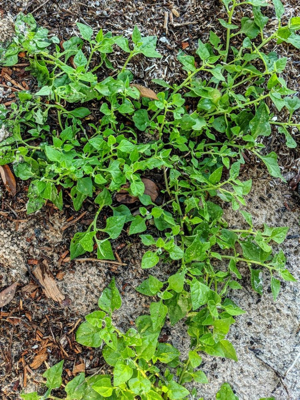 Warrigal Greens | Tetragonia tetragonioides Plant - Mudbrick Herb Cottage
