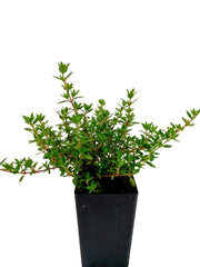 Thyme - Westmoreland Thyme