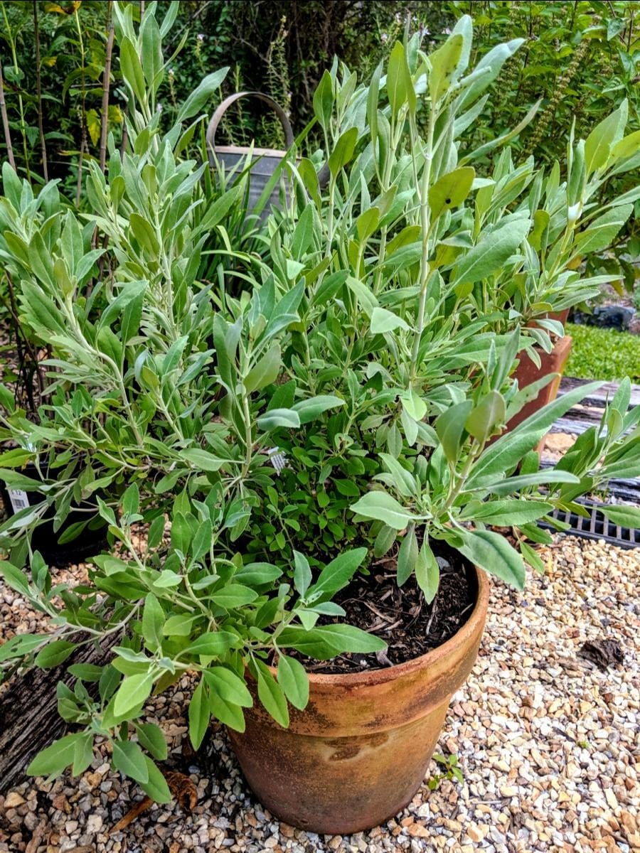 white sage potted plant Organic White Sage | Salvia apiana Plant