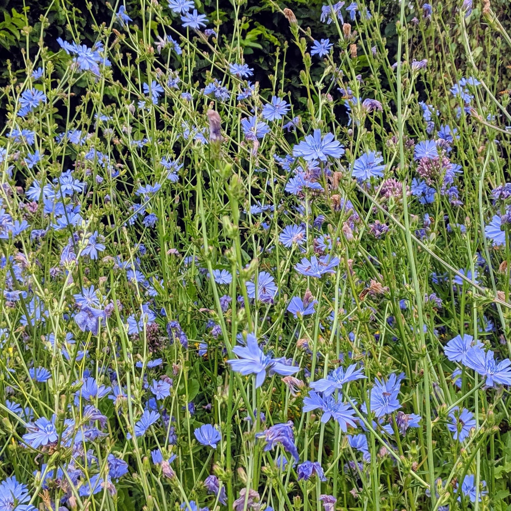 Wild Chicory | Chicorium intybus Herb Plant
