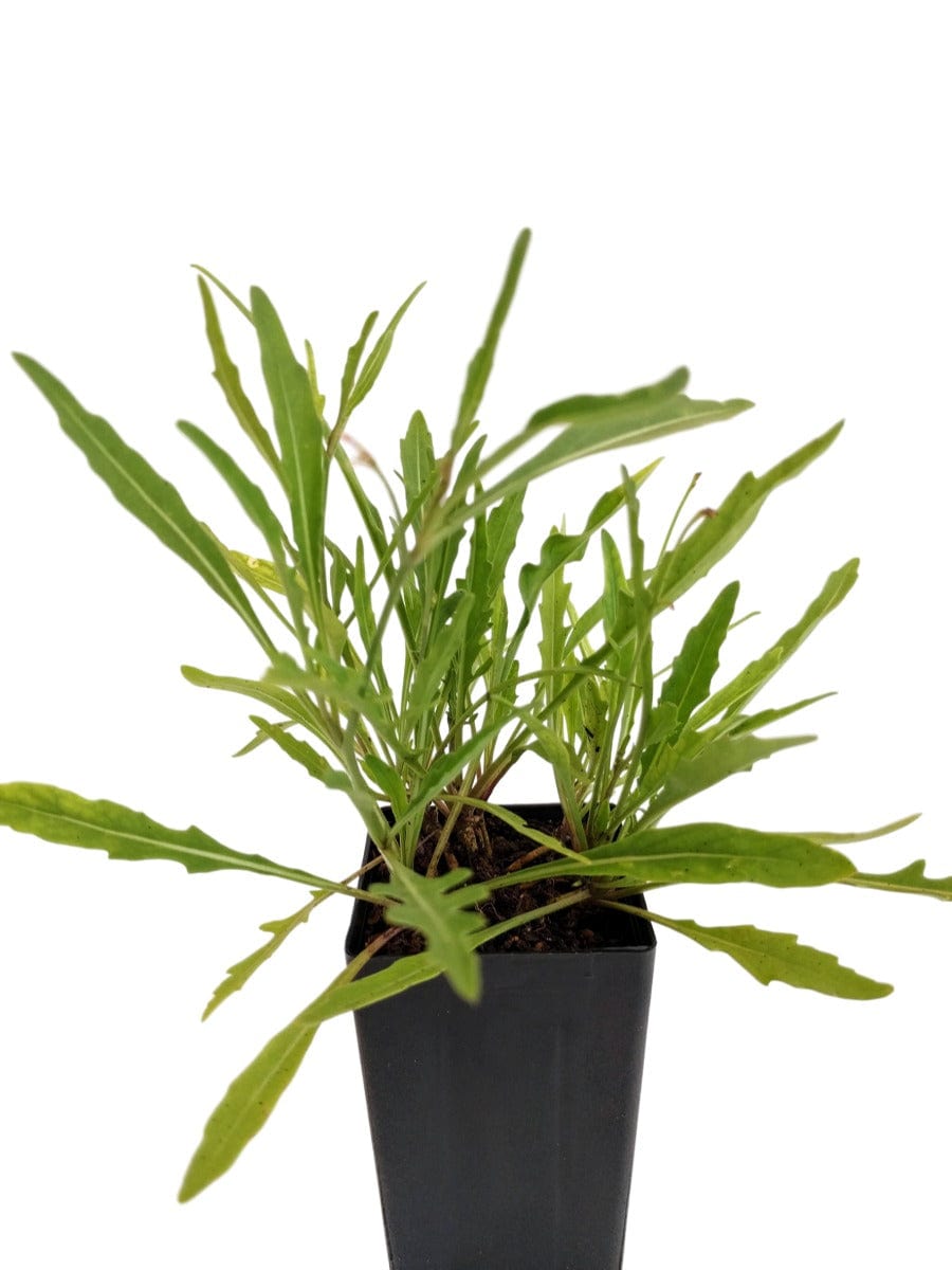 Organic Wild Rocket | Diplotaxis tenuifolia Plant - Mudbrick Herb Cottage