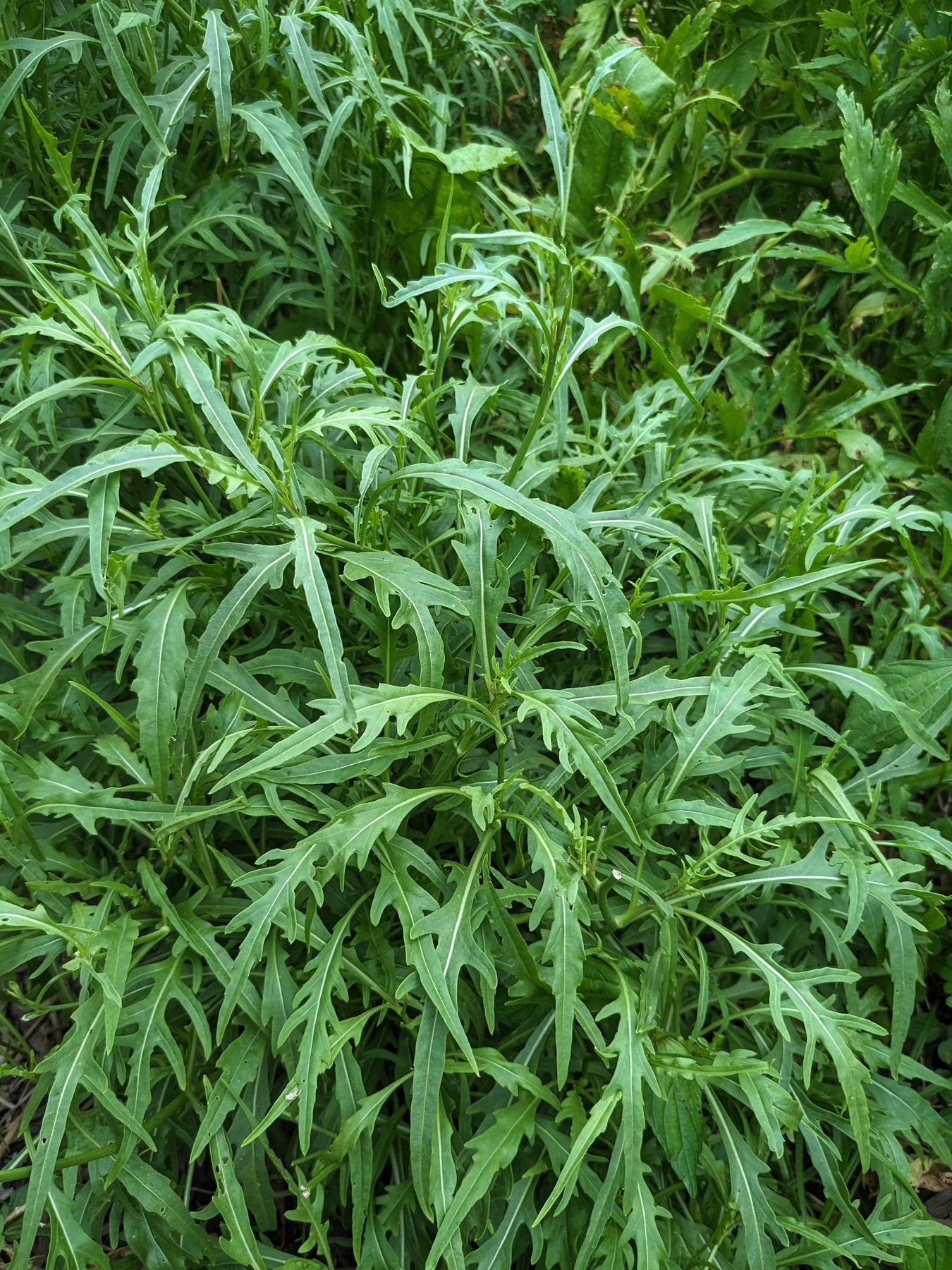 Organic Wild Rocket | Diplotaxis tenuifolia Plant - Mudbrick Herb Cottage
