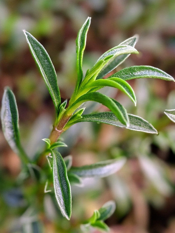 Organic Winter Savory | Satureja montana Plant - Mudbrick Herb Cottage