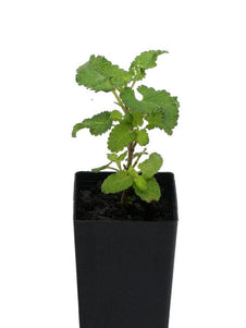 Wood Sage