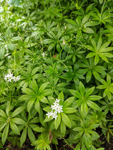 Woodruff