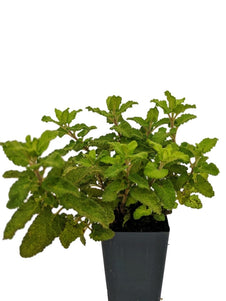 Wood Sage