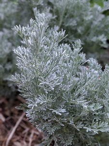 Wormwood Frigida