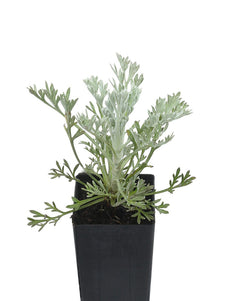 Wormwood Frigida