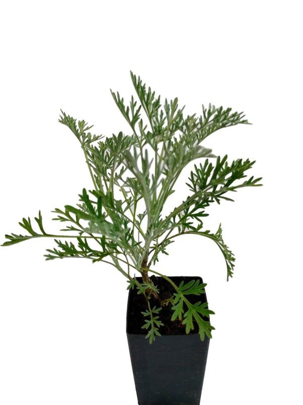 wormwood potted plant Organic Wormwood Powis Castle Plant – Mudbrick Herb Cottage