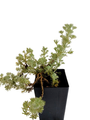 Wormwood Woolly