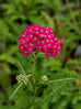 red yarrow flower