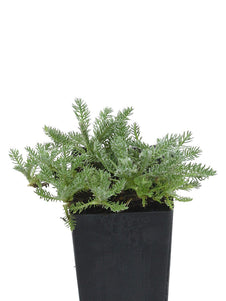Yarrow Wooly