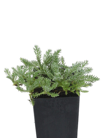 Yarrow Woolly